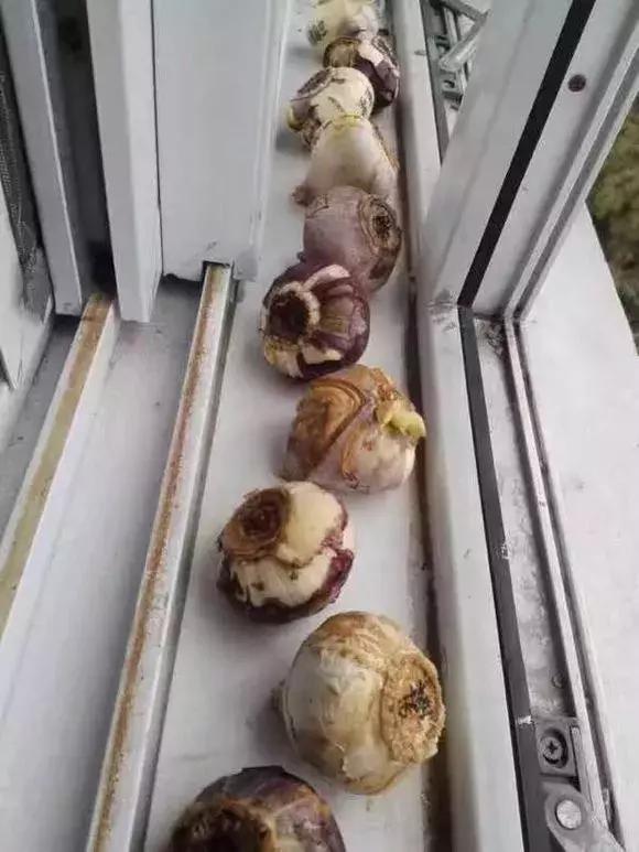 开过的风信子怎么处理,开过花的风信子怎么留种子