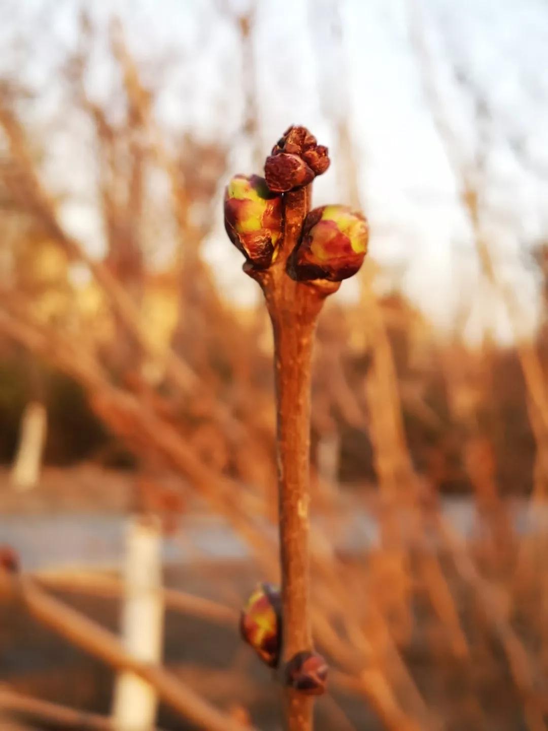 解读中药辛夷,走近中药介绍一款药茶或药酒