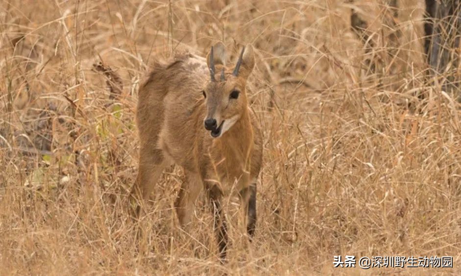 十种最强的牛科动物,牛科动物都有哪些