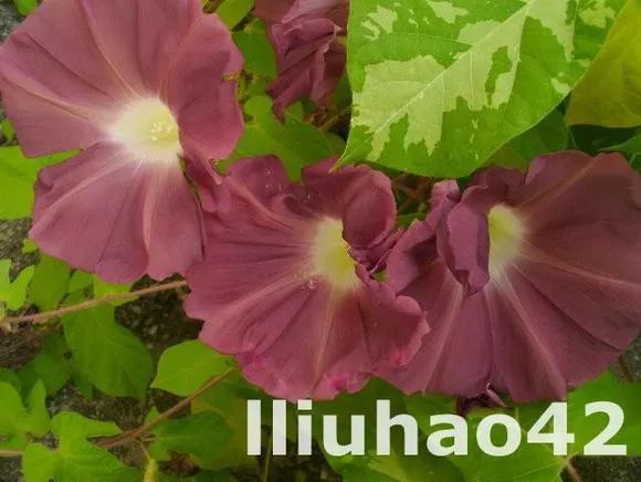 牵牛花到处游,牵牛花随便种