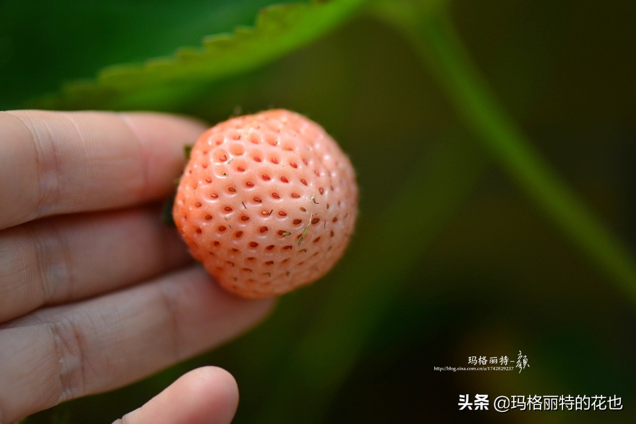 花园里种树莓吗,树莓在庭院里如何种植