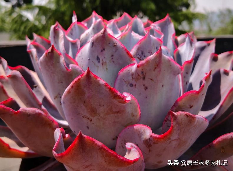 这8种多肉开花的样子简直美爆了,这8种多肉个头小巧却极好扦插