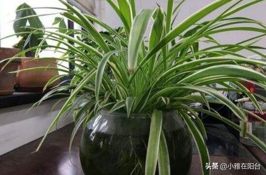 水培吊兰最好养的方法,水培吊兰怎么养才能更旺盛小妙招