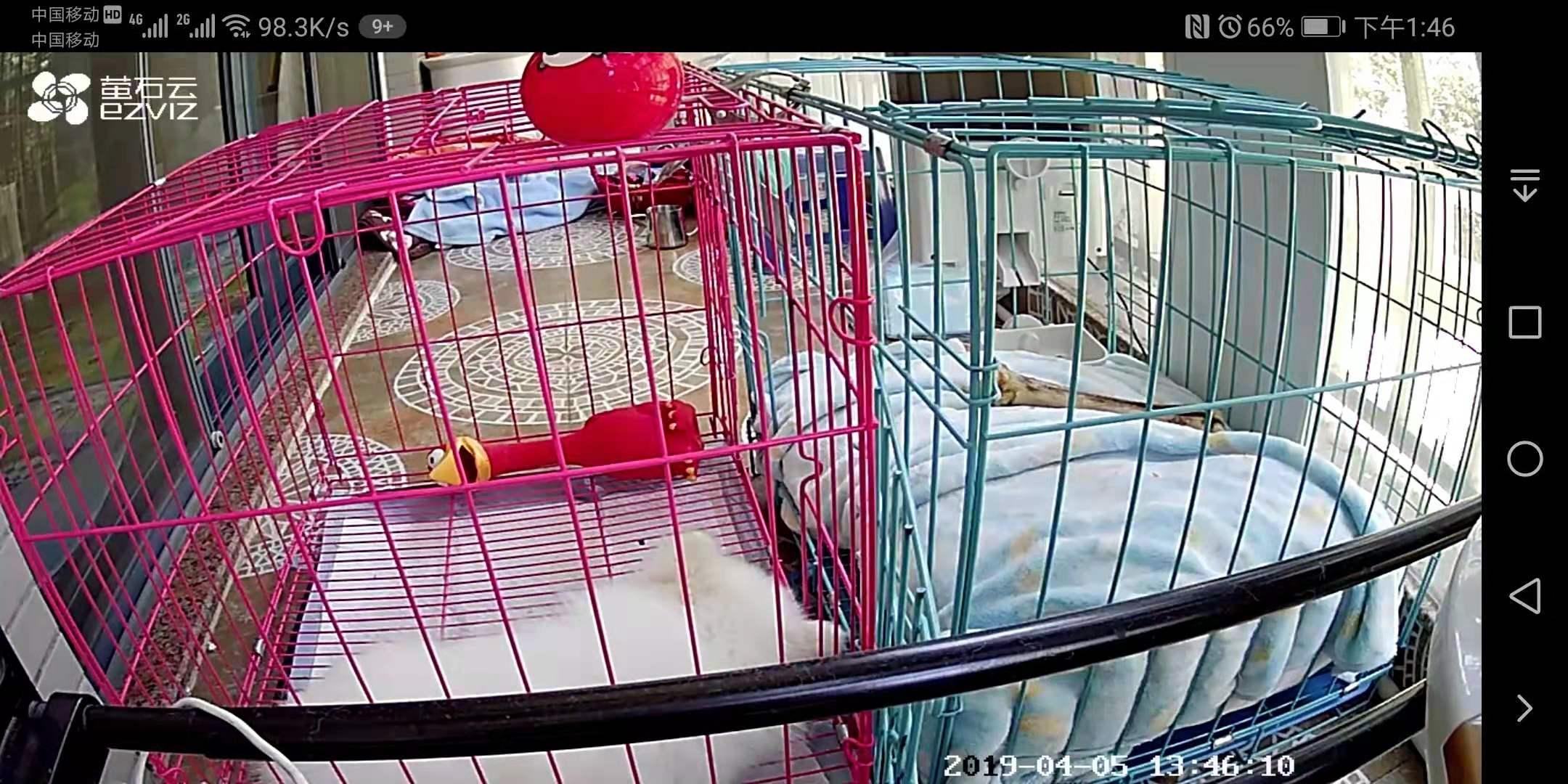 遛狗大爷传授养狗实用技巧,科学养狗狗攻略