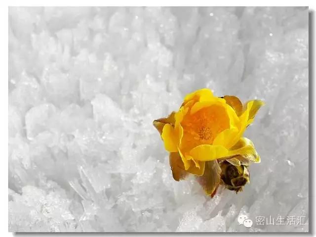 东北的冰凌花视频,东北的冰凌花有什么功效