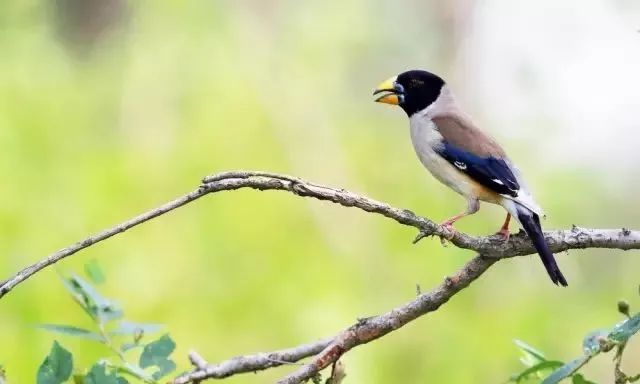 常见鸟类黑尾蜡嘴雀,蜡嘴鸟雏鸟几个月后会鸣叫