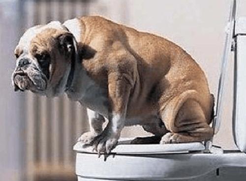 狗狗肚子硬硬的全身抖动,狗狗肚子硬硬的不拉屎