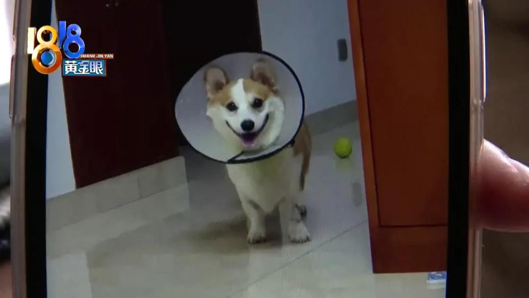 柯基犬突然呕吐是什么原因,柯基犬呕吐拉血是什么原因