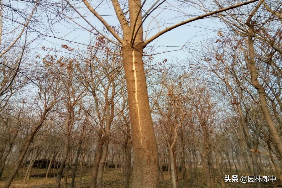 丝棉木树皮开裂原因,桦木容易开裂吗为什么