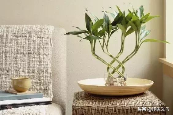 过期药片可以养什么花,用过期的药片能种花吗