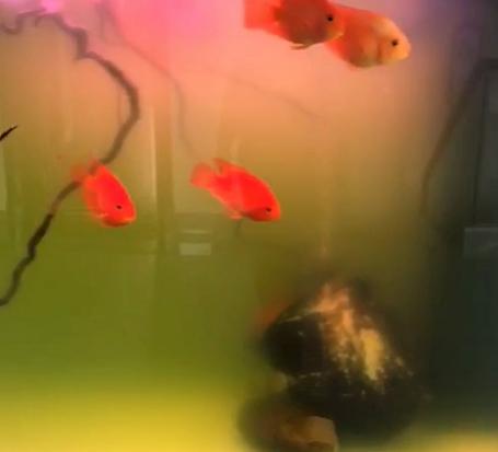 蛋白棉能改善鱼缸绿水吗,鱼缸绿水怎么解决