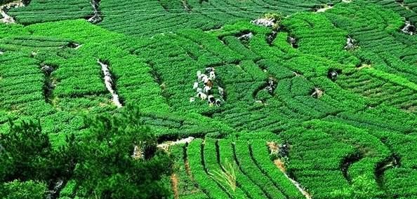 安溪人vs莆田人,为什么安溪人很拼