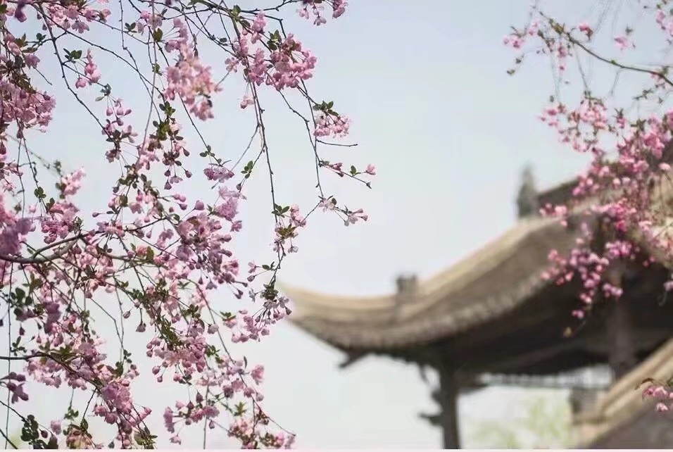 鍘熷垱鑸炶箞钀借姳,纰庡奖鍘熷垱