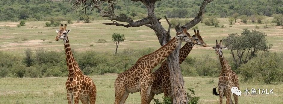 乘最奢华的火车，品不一样的非洲