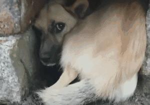 给狗喂吃的会咬你手吗,给狗喂饭要咬到手吗