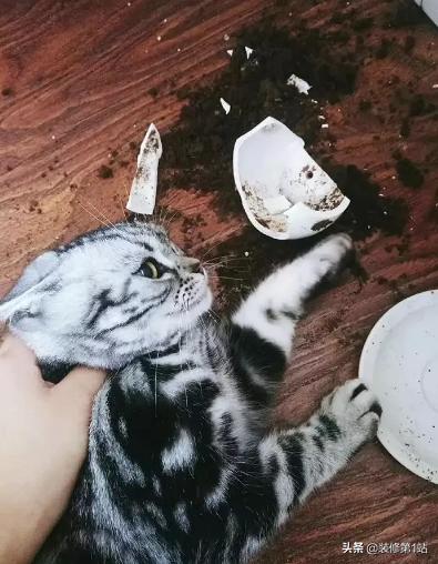 养猫拆家完整视频,拆家猫的日常