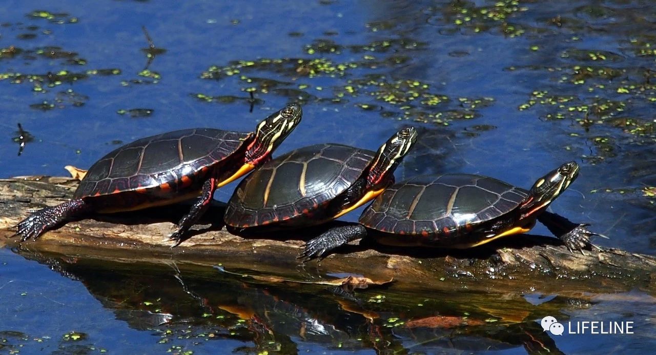 东部锦龟智商排名,红腹东部锦龟