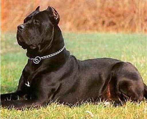 带刀侍卫的卡斯罗犬,带刀侍卫卡斯罗