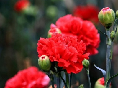 康乃馨发软发黄应怎么办,康乃馨叶子发黄干枯是怎么回事