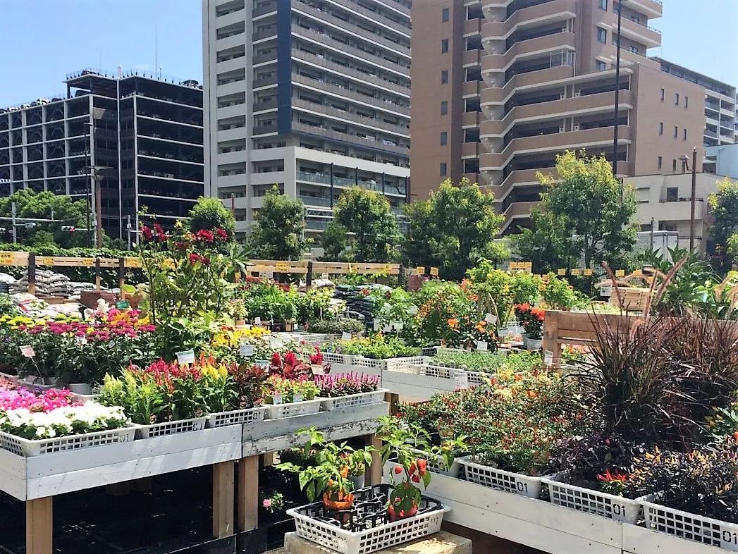 花店之旅,日本花店的真实感受