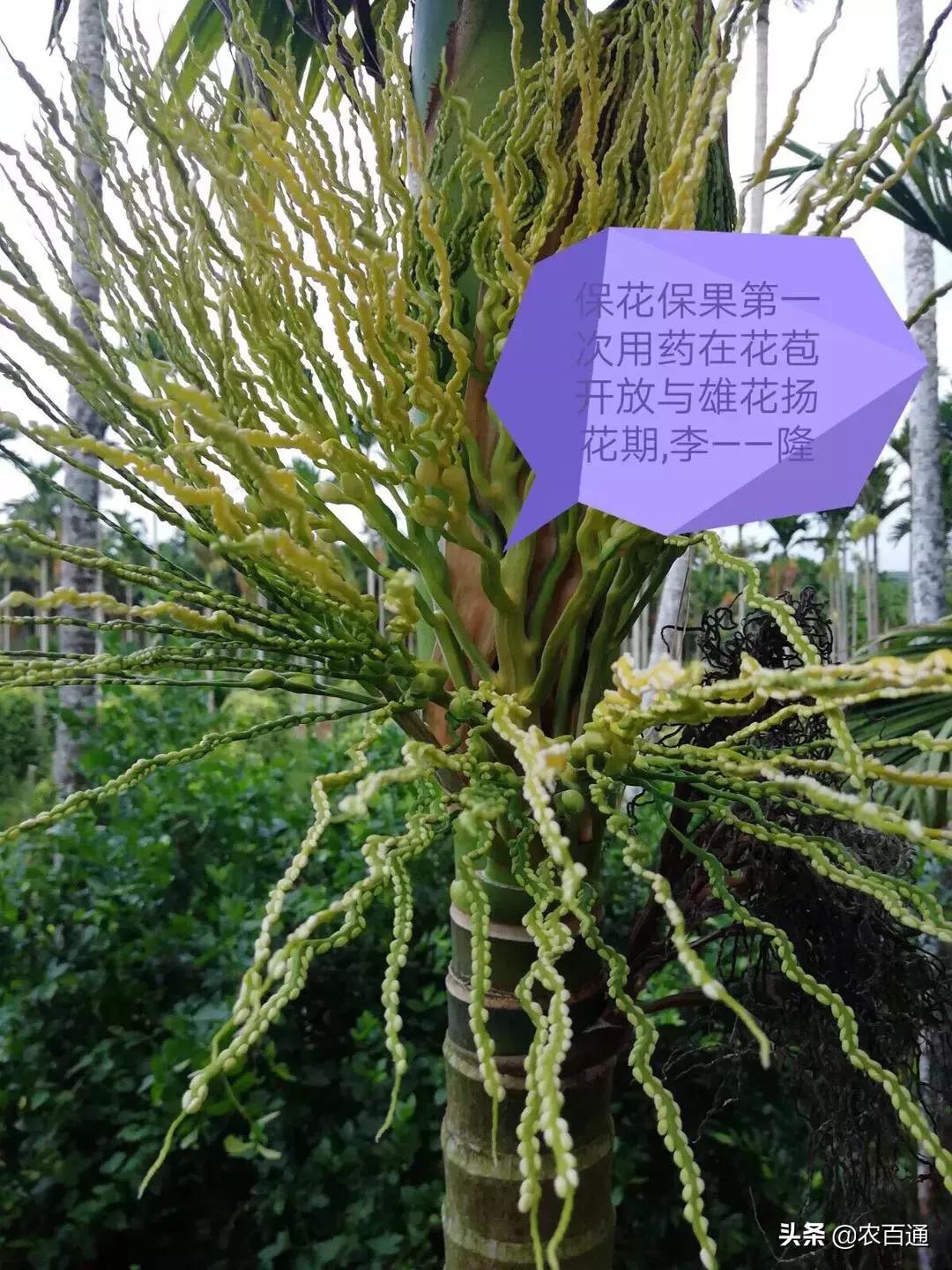 槟榔花穗脏脏的打什么药,槟榔穗枯病怎样造成的