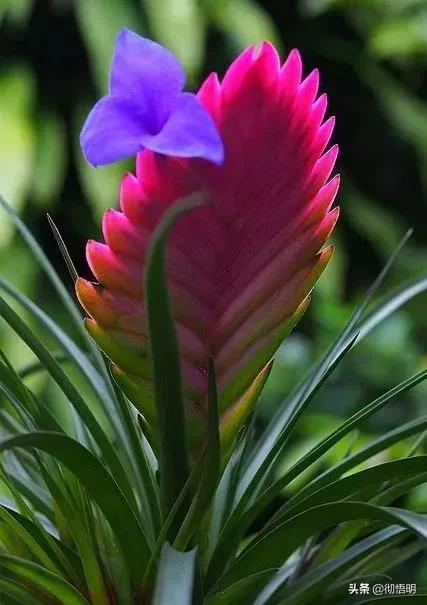 十种稀有长寿花,80个长寿花品种全都美极了