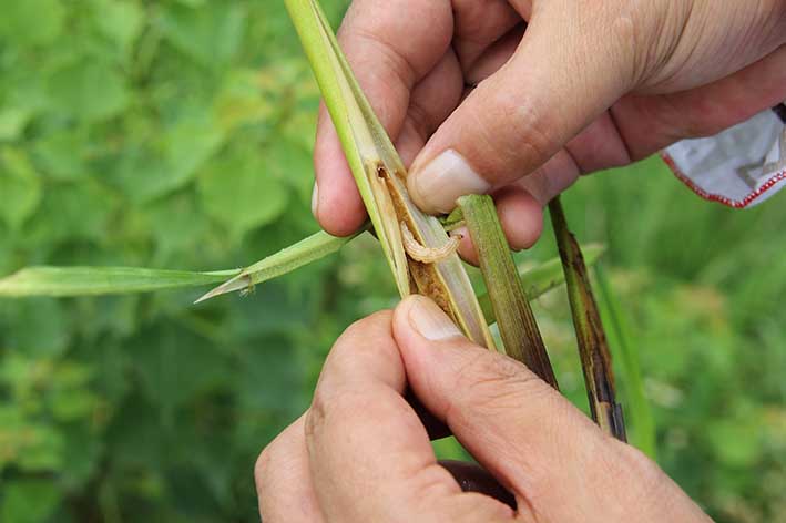 东北地区水稻二化螟什么时间防治,定远县水稻二化螟现状