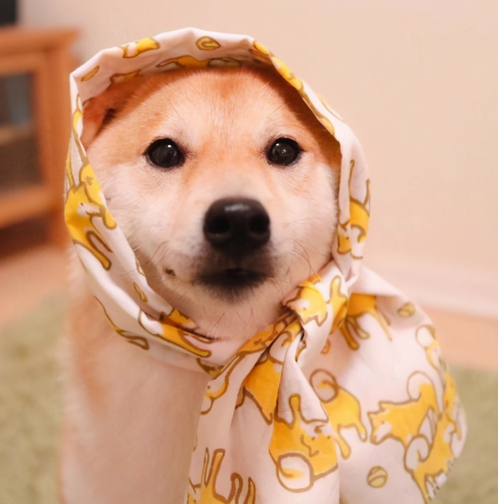 有招财意思的宠物名,寓意发财的宠物名字