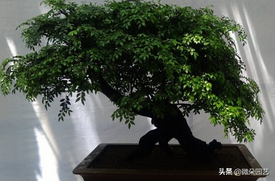 小叶紫檀盆栽的养护方法,小叶紫檀盆栽怎么养得好