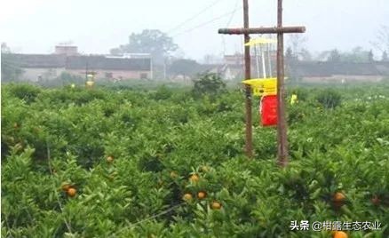 实用技术！柑橘潜叶蛾绿色生态防治方案