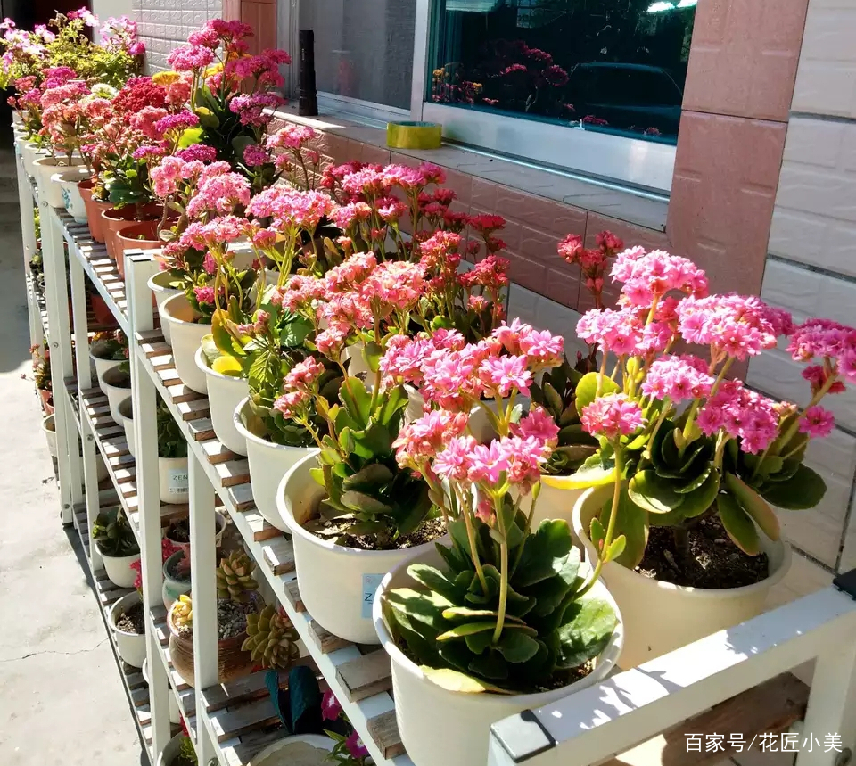 长寿花不好养怎么回事,长寿花一般怎么养才好