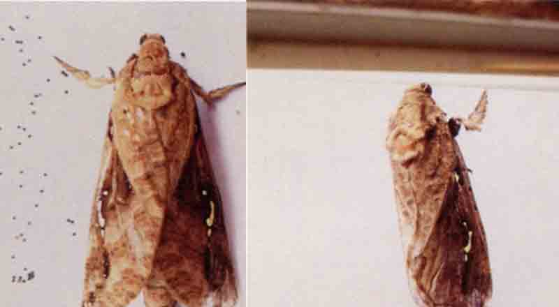 一点同缘蝽幼虫,浅叶蛾怎么防治