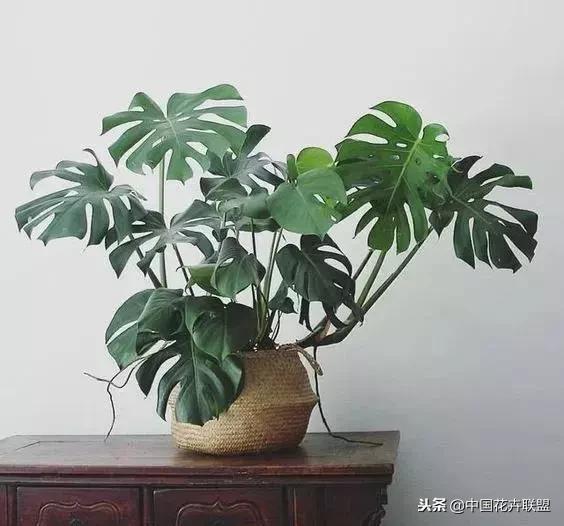 打翻了调色盘的花,打翻了调色盘的美景