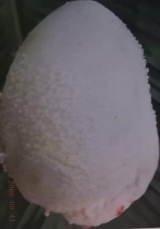 仔猪副猪病症状有哪些,哺乳仔猪副猪嗜血杆菌怎么治