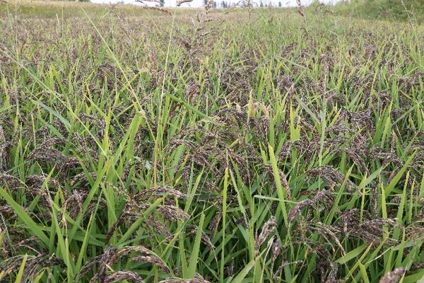 新型职业农民弄潮八桂