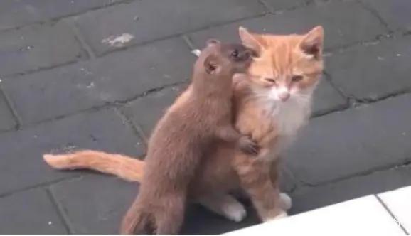 黄鼠狼为什么不能吃,为什么说黄鼠狼不能吃