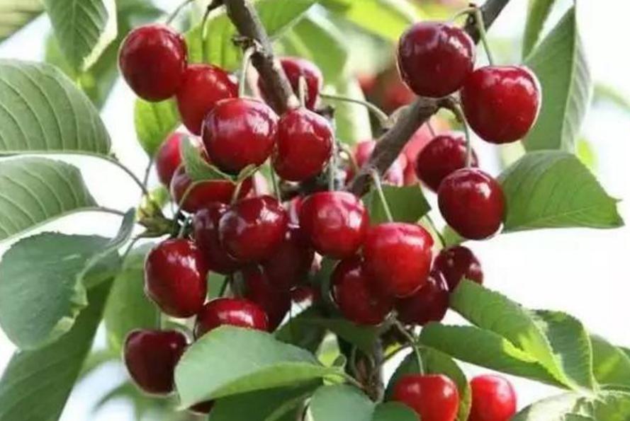 汶川、汉源的车厘子熟了！味道巴适，快去实现“车厘子自由”。