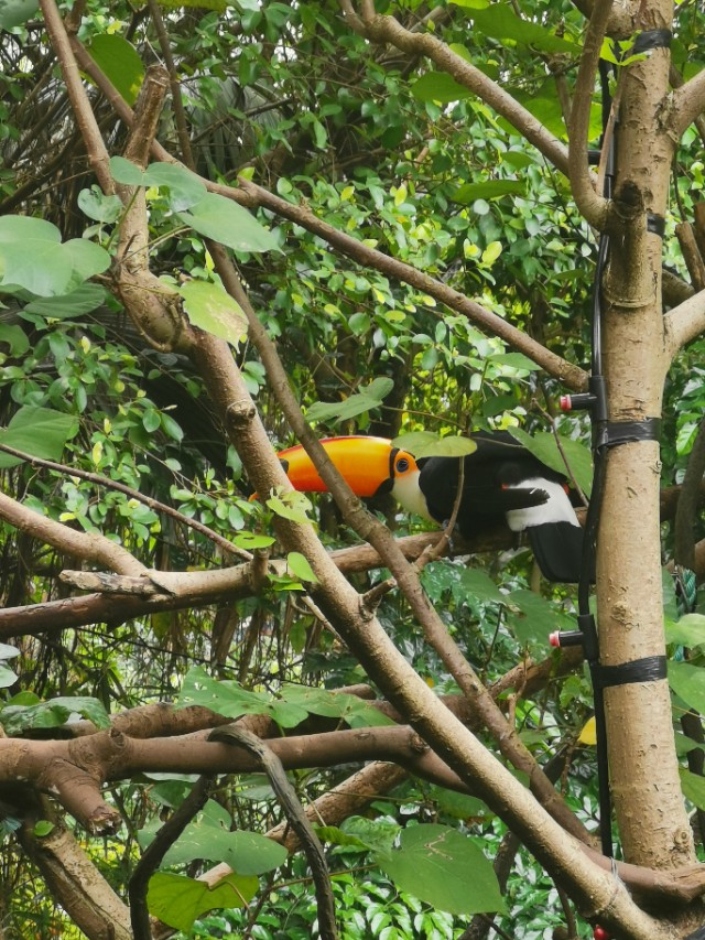 长隆野生动物园自驾车收费,长隆野生动物园儿童要票吗