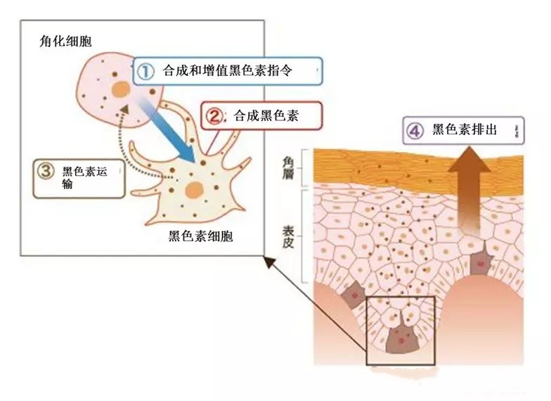 脸上长斑是激光还是用祛斑产品好,50岁年龄脸上长斑怎样能祛斑
