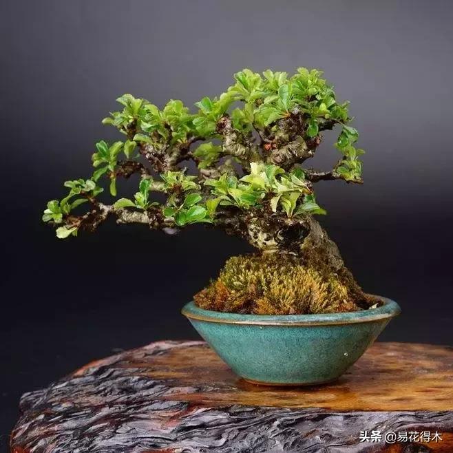 日本海棠的养殖方法,日本海棠花卉习性