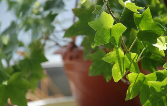 养花如何不把花养死,养花老是养死