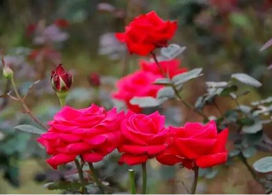 玫瑰花的花语和象征含义是什么,红色玫瑰花和粉色玫瑰花花语