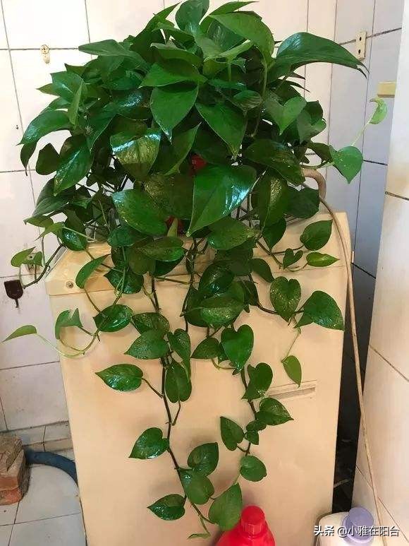 绿萝冬天冻死了明年又发芽,绿萝受冻可以缓过来