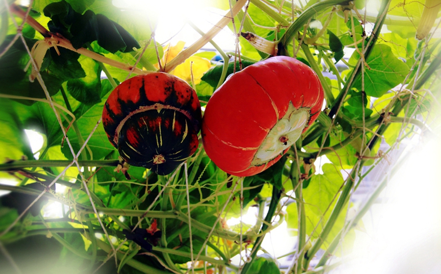 扫落叶的诗句,扫落叶优美诗句