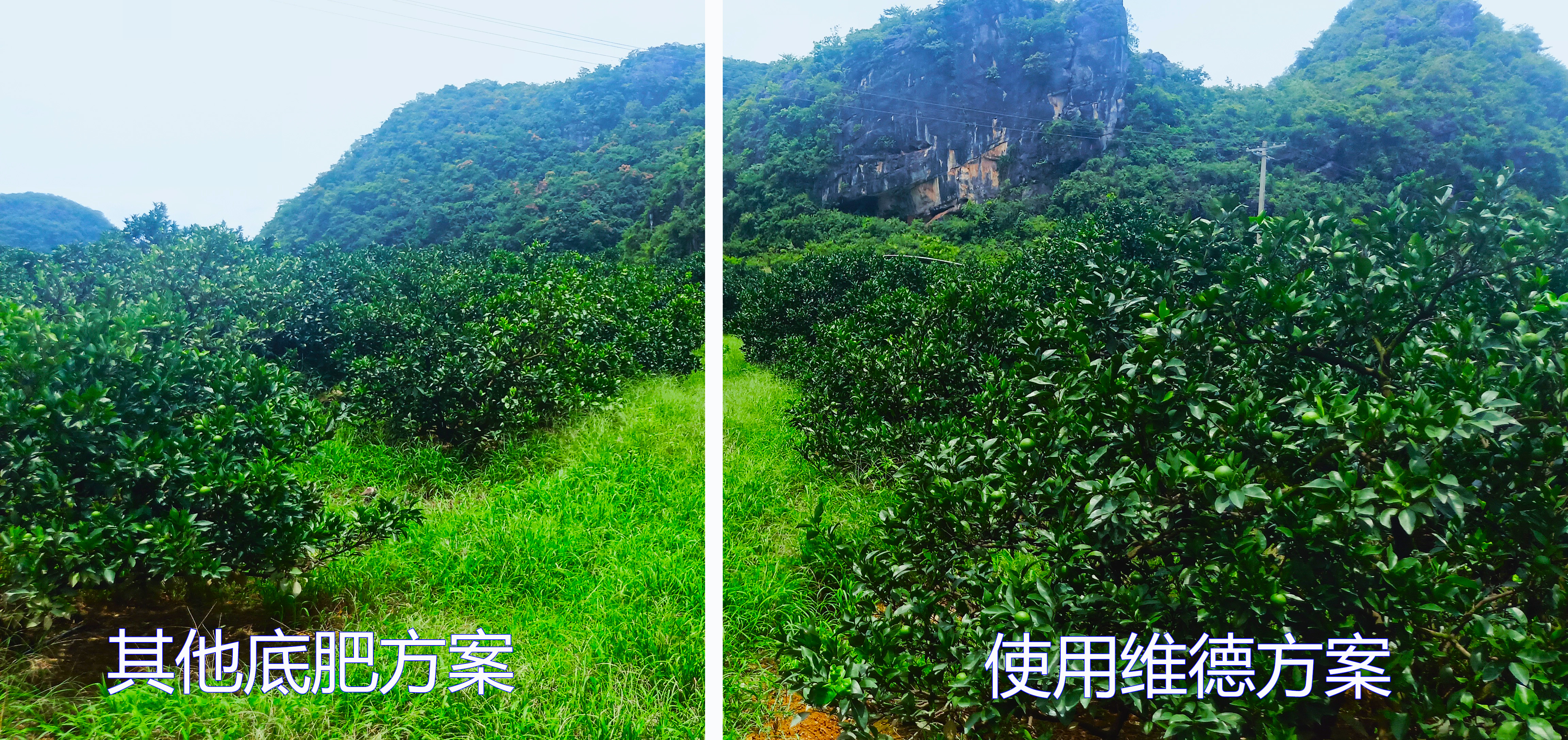 缁村痉缂旈┈鑲ユ枡閰嶆瘮,缁村痉鑲ユ枡鑲ユ晥