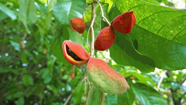 七八月，清西人多了一种“口果”，美味