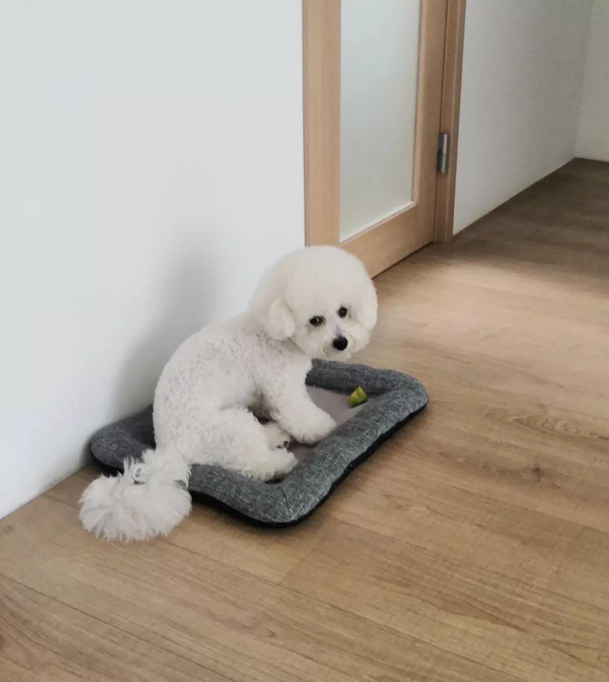 养一只狗狗有多少钱,2个多月的小狗狗需要怎么养