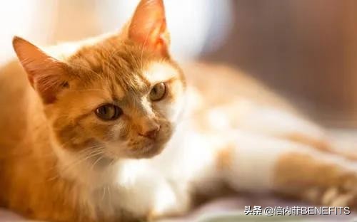猫咪绝育后为什么会乳腺增生,猫咪绝育后为啥还会生