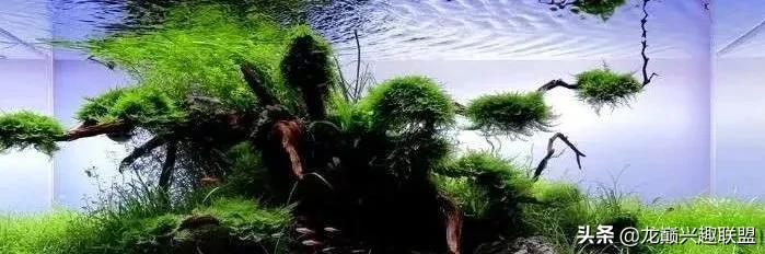 沉木绑扎什么莫斯好,珊瑚莫斯怎么绑扎