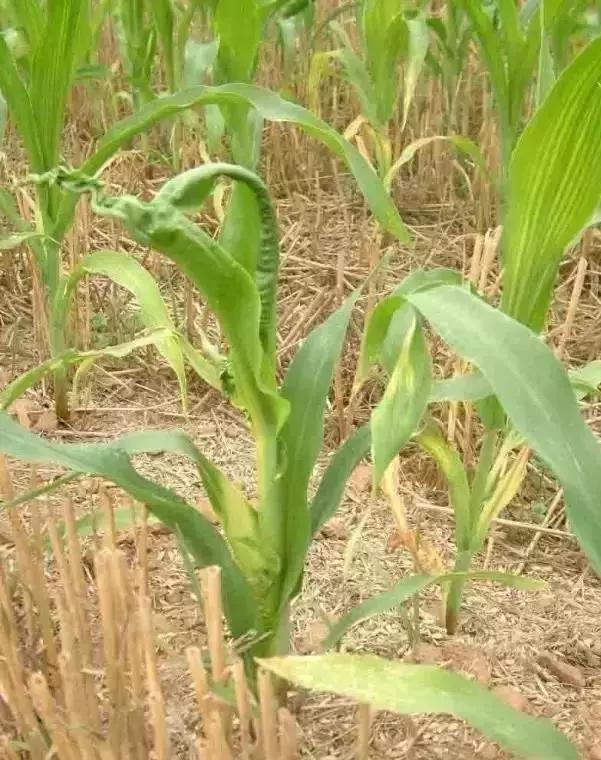 玉米苗后除草剂药害解决方法,前茬除草剂药害咋办